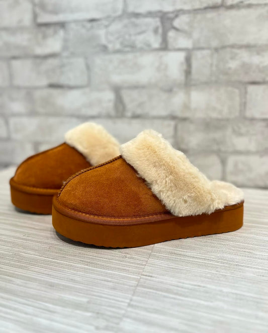 Darwin Slipper